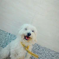 معاوضه با قناری