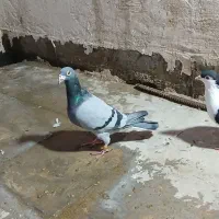 پرنده کفتر ۳ عدد جفتگاه قلدر پرشی المانی رنگه ساده|پرنده|مشهد, کشف|دیوار