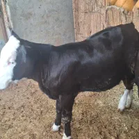گوساله