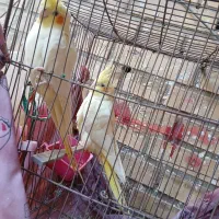 طوطی|پرنده|بهبهان, |دیوار