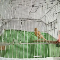 قناری شتری|پرنده|شیراز, چشمه سید صفری|دیوار