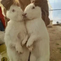 جفتخرگوشباردار