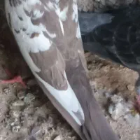 کبوتر