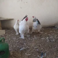 مرغ و‌خروس|حیوانات مزرعه|خمینی‌شهر, |دیوار