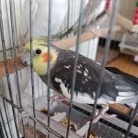 عروس هلندی نر دستی
