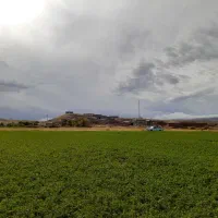 یونجه