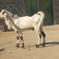 فروش بز و کهره و پازن کاموری و گلابی