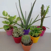 گل وگیاه|گل و گیاه طبیعی|تهران, مجیدیه|دیوار