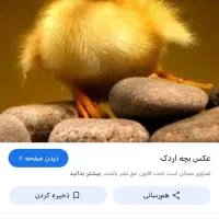 اردک