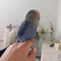 طوطی برزیلی نر