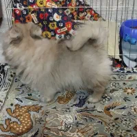 پامر عروسکی بسیار ریز|سگ|کهریزک, |دیوار