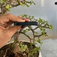 آیفون 13|موبایل|سبزوار, امیر کبیر|دیوار