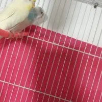 مرغ عشق|پرنده|بیرجند, |دیوار