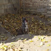 سگ گمشده|سگ|همدان, |دیوار