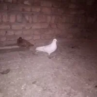 یک جفت نرو ماده|پرنده|بیرانوند, |دیوار