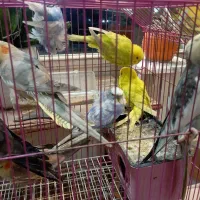 پرنده|پرنده|مینودشت, |دیوار