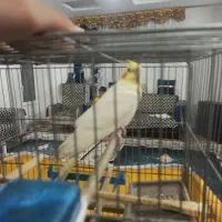 یک عروس هلندی ماده|پرنده|قرچک, زیبا شهر|دیوار