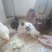 مرغ وخروس واردک