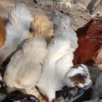 مرغ وخروس کوشین