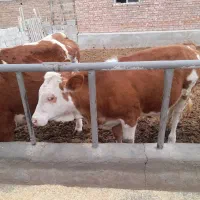 گوساله ماده