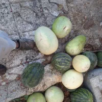 تخم هندوانه ژاپنی دونه درشت درجه یک|خوردنی و آشامیدنی|قلندر آباد, |دیوار