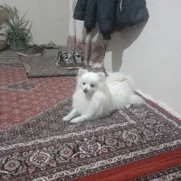 سگ زبان فهم