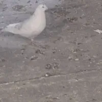 سه تا کفتر درجه یک|پرنده|نورآباد, |دیوار