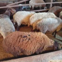 فروش برهای قربانی چاق کم دنبه
