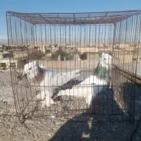 کفتر طوقی هفت رنگ