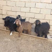 بزغاله فروشی