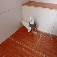 کبوتر طوقی ماده