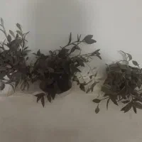 گل با گلدان فقط ۱۳۵۰۰۰ تومان