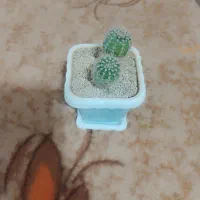 گل های خانگی|گل و گیاه طبیعی|بانه, |دیوار