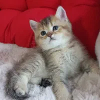 گربه بریتیش|گربه|تهران, پاسداران|دیوار