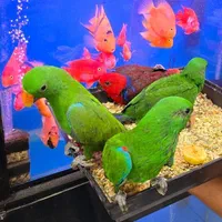 طوطی اکلکتوس اهواز|پرنده|تهران, آبشار|دیوار