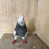 کبوتر طوقی نر