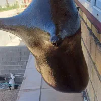 هیزه گوسفندی تازه درستش کردم تمیز ودرجه یک|خوردنی و آشامیدنی|سرپل ذهاب, |دیوار