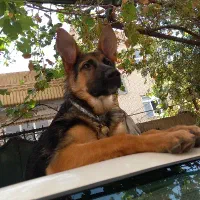 واگذاری توله ۶ ماهه سگ ژرمن شپر اصل