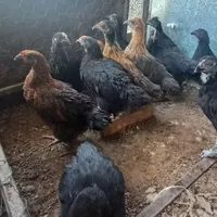 جوجه|پرنده|نجف‌آباد, گلدشت|دیوار