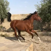 اسب دره شوری