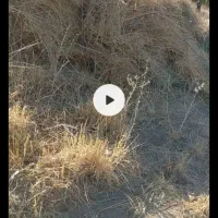 علوفه باغی خشک شده|حیوانات مزرعه|نوبران, |دیوار