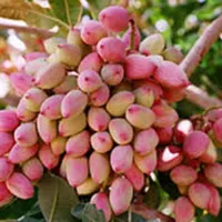 پیوند پسته|خدمات باغبانی و درختکاری|شاهین‌شهر, گزبرخوار|دیوار
