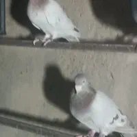 جف کوهی