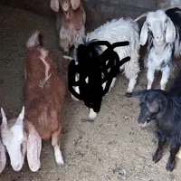 40 میلیون تومان|حیوانات مزرعه|اراک, |دیوار