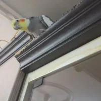 گمشده|حیوانات|قم, در بهشت|دیوار