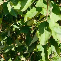 باغ ویلائی نوشین شهر ابتدای روستای رحیم آباد|فروش خانه و ویلا|نوشین شهر, |دیوار