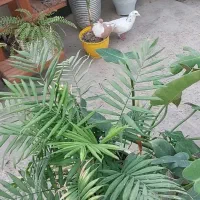 کبوتر
