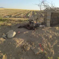 سگ ماده