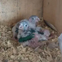 جوجه طوطی گرینچیک