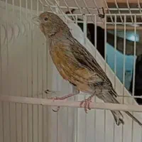 قناری|پرنده|بم, |دیوار